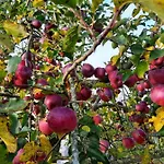 Schoenauerhof- Urlaub Im Gruenen Aber Doch In Der Stadt